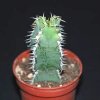 Euphorbia avasmontana-art589